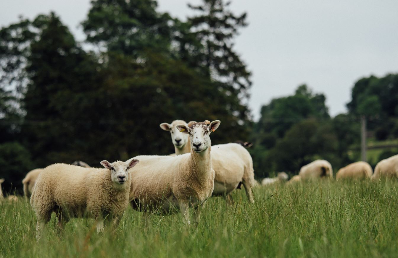 a group of sheep in a grassy field